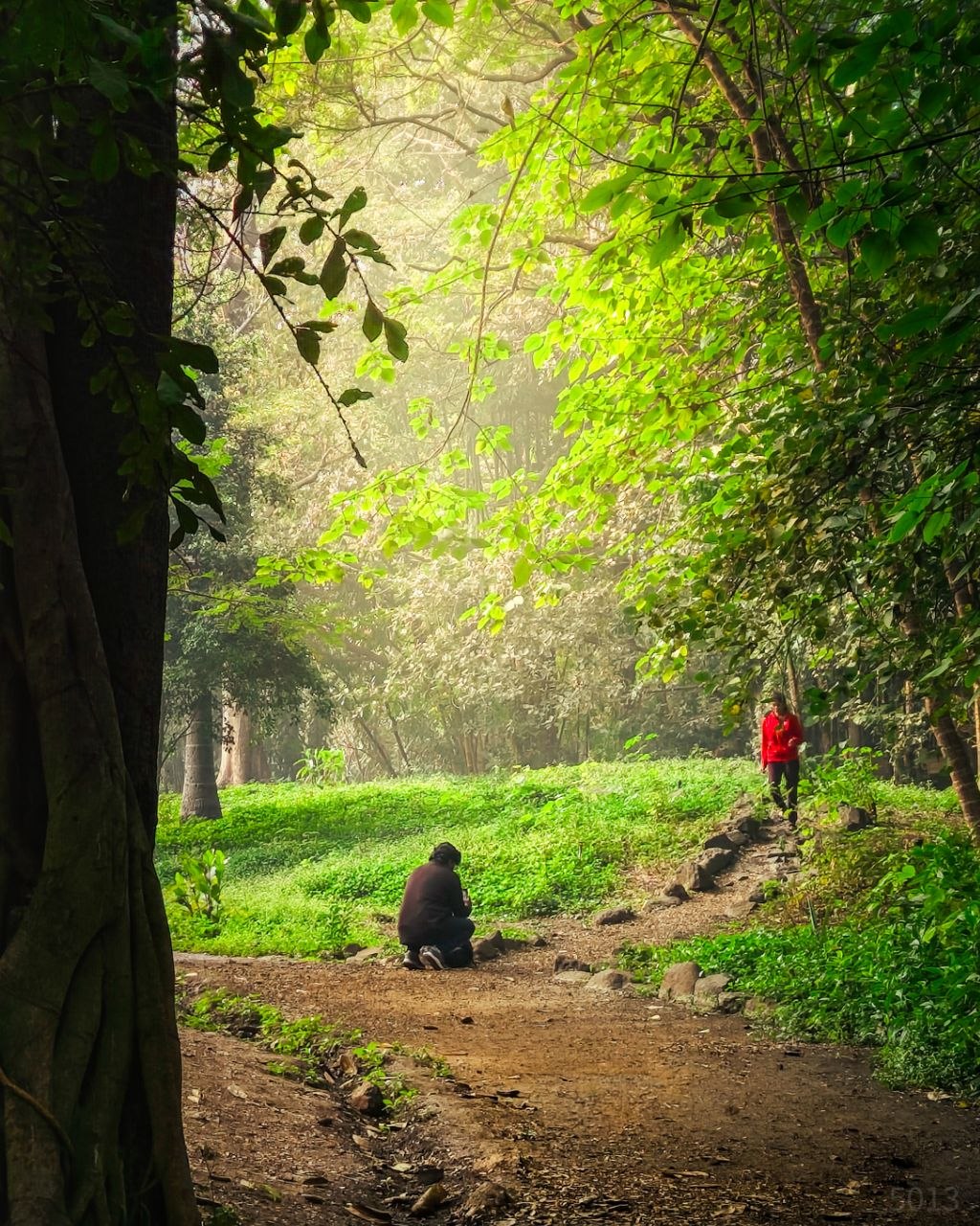 Morning light through the trees at Osho Garden