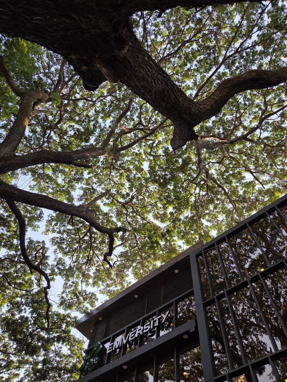 Tree canopy near Indiranagar, Bangalore